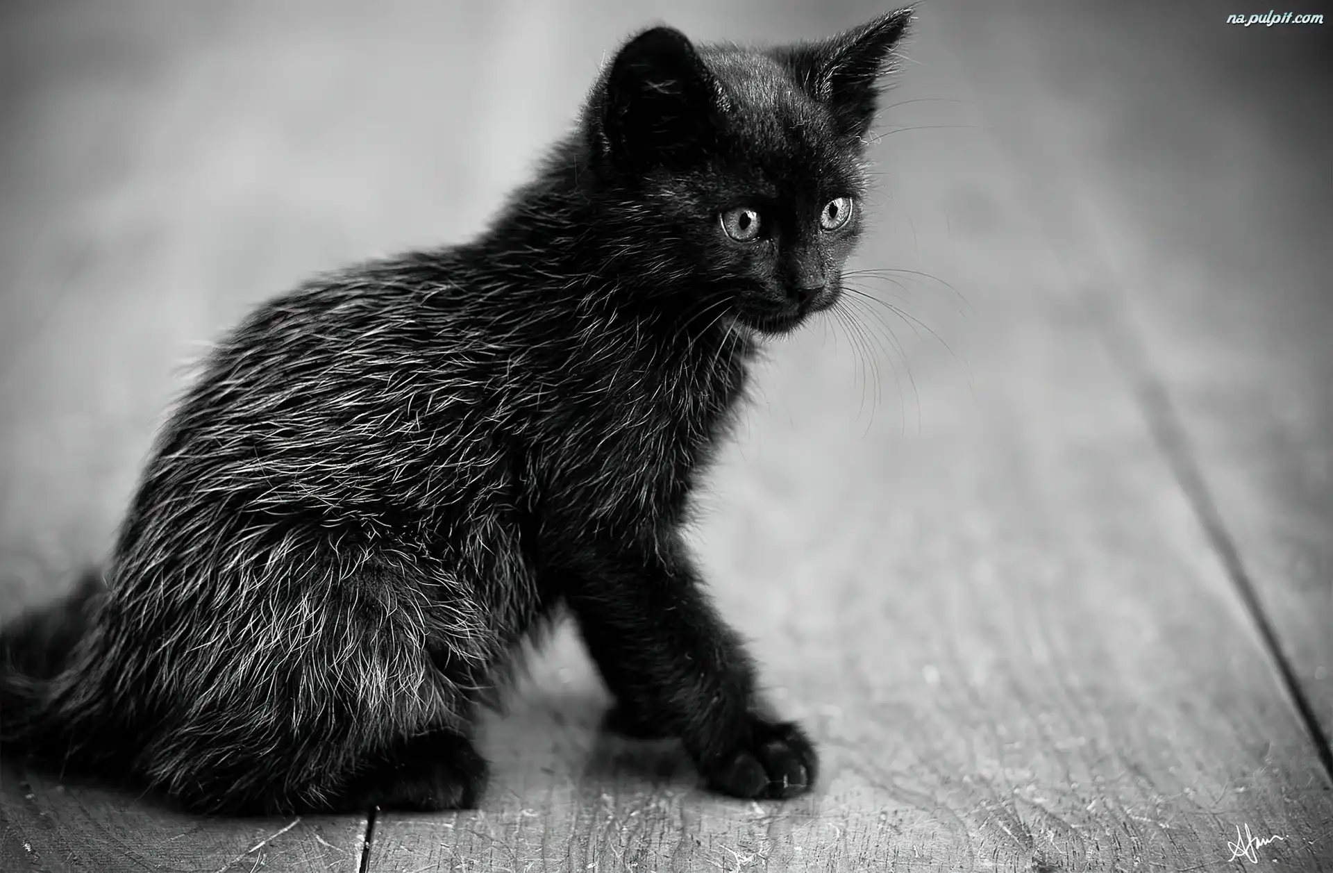 Czarny, Kotek Na Pulpit